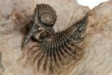 Acanthopyge (Lobopyge) Trilobite - Exposed Hypostome #196633-1